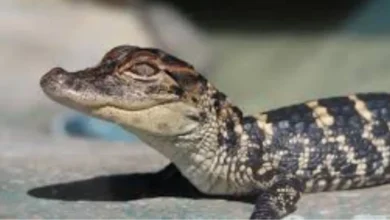 Baby crocodiles were being smuggled hidden in toothpaste boxes, Customs department caught 2 at Mumbai airport