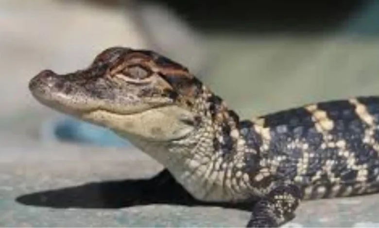 Baby crocodiles were being smuggled hidden in toothpaste boxes, Customs department caught 2 at Mumbai airport