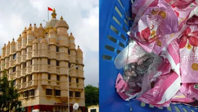 After Tirupati, there was a ruckus over Siddhivinayak Prasad! Baby rats found in packets of laddus, temple trust gave clarification