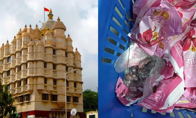 After Tirupati, there was a ruckus over Siddhivinayak Prasad! Baby rats found in packets of laddus, temple trust gave clarification