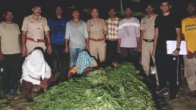 Ganja was being cultivated and smuggled in Yavatmal; Action taken at two places, 124 kg ganja confiscated