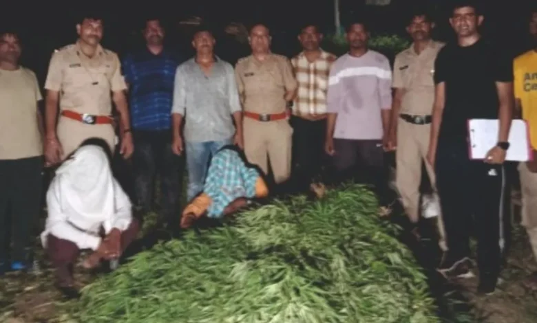 Ganja was being cultivated and smuggled in Yavatmal; Action taken at two places, 124 kg ganja confiscated